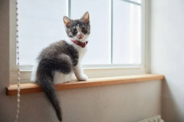 Roztomilé Kotě Okna — Stock fotografie
