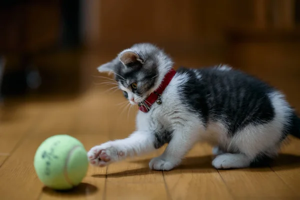 Anak Kucing Bermain Dengan Bola — Stok Foto