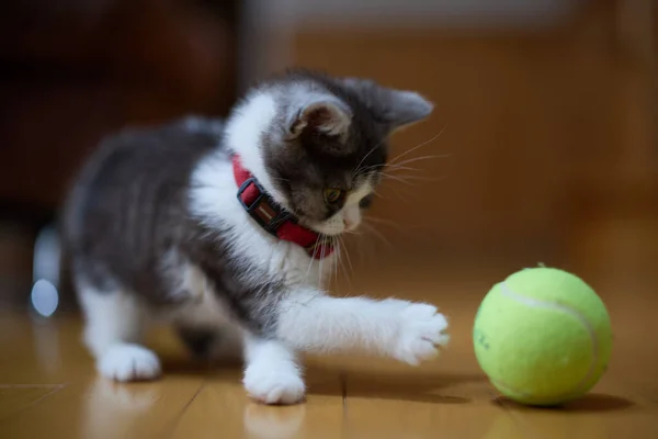 Bir Top Oynayan Kedi — Stok fotoğraf