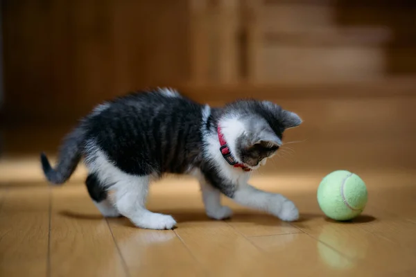 Γατάκι Παίζει Μια Μπάλα — Φωτογραφία Αρχείου