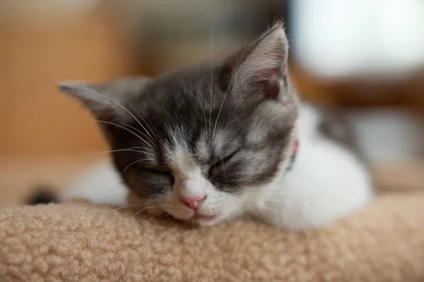 Słodkie Kotek Śpi Domu — Zdjęcie stockowe
