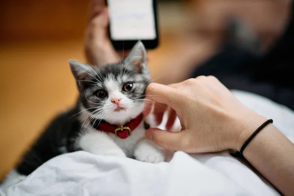 Proprietário Tocando Bonito Gatinho Munchkin — Fotografia de Stock