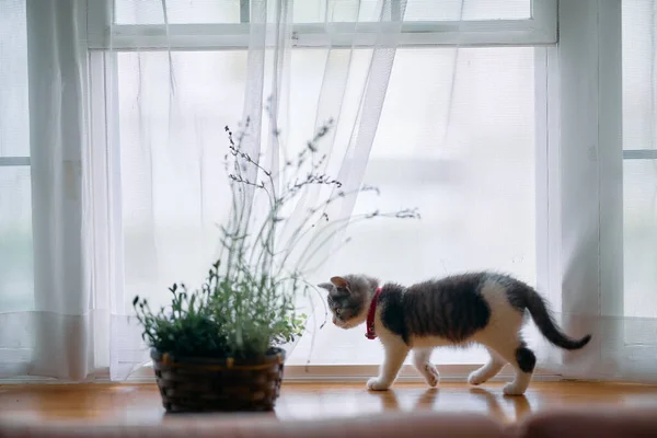 Милый Котёнок Цветок Лаванды — стоковое фото