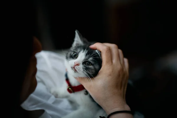 Sahibi Küçük Kedi Yavrusuna Dokunuyor — Stok fotoğraf