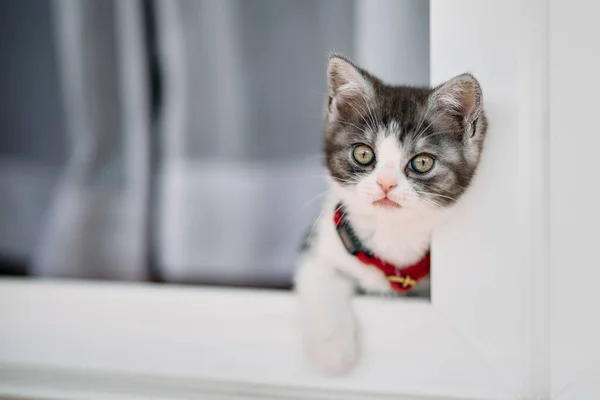 Roztomilé Kotě Okna — Stock fotografie