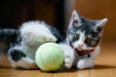 bir top oynayan kedi