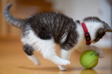 bir top oynayan kedi