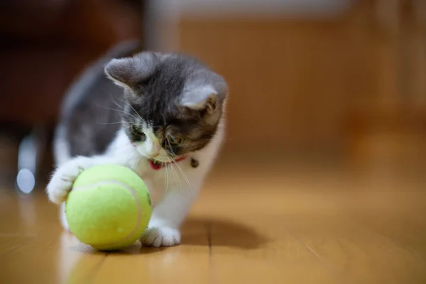 Kitten Spelen Met Een Bal — Stockfoto