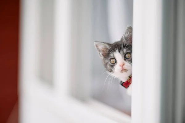 Милий Кошеня Біля Вікна — стокове фото