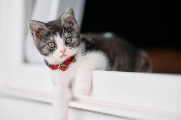 Cute Kitten Window — Stock Photo, Image