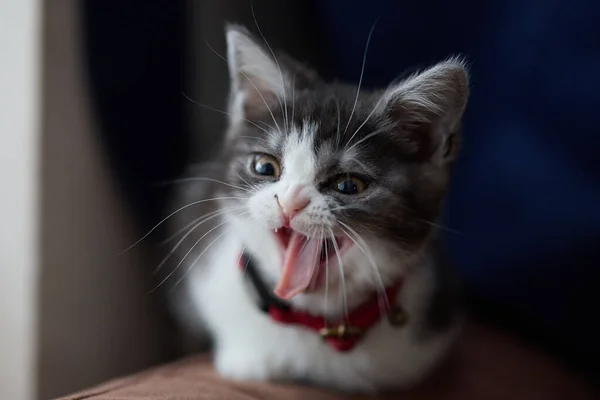 家の中で怒ってる猫の顔 — ストック写真