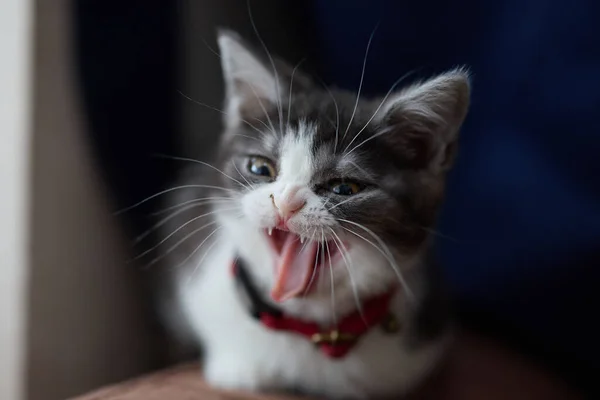 Θυμωμένη Γάτα Στο Σπίτι — Φωτογραφία Αρχείου