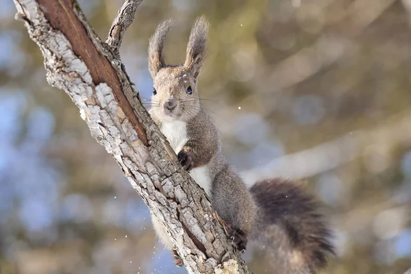 One Squirrel Tree — Stock Photo, Image