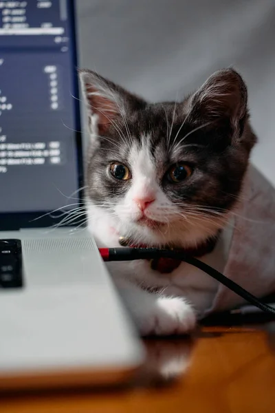可愛い子猫ちゃんがノートパソコンで — ストック写真