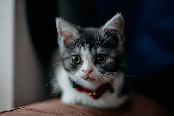 Манчкин Котёнок Смотрит Тебя — стоковое фото