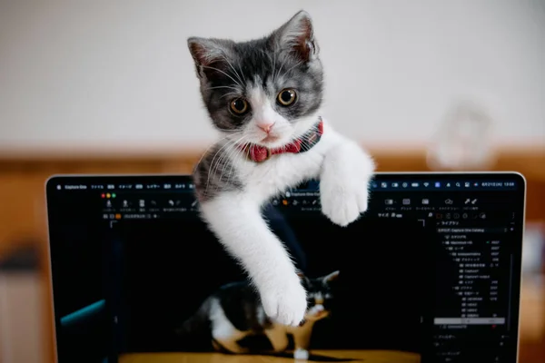 Χαριτωμένο Γατάκι Από Φορητό Υπολογιστή — Φωτογραφία Αρχείου