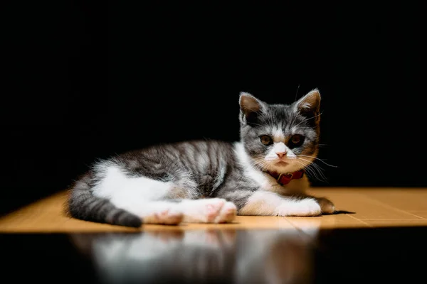 光の中で可愛い子猫 — ストック写真