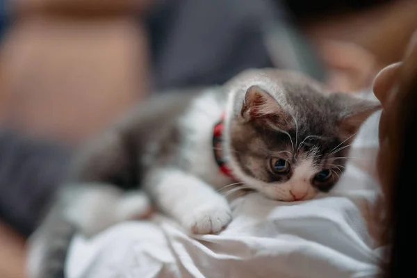 Eigenaar Aanraken Schattig Munchkin Kitten — Stockfoto