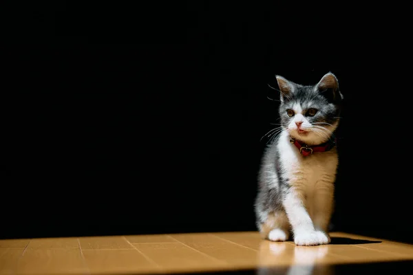 Schattig Katje Het Licht — Stockfoto