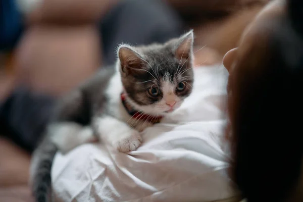 かわいいマンチキン子猫に触れるオーナー — ストック写真