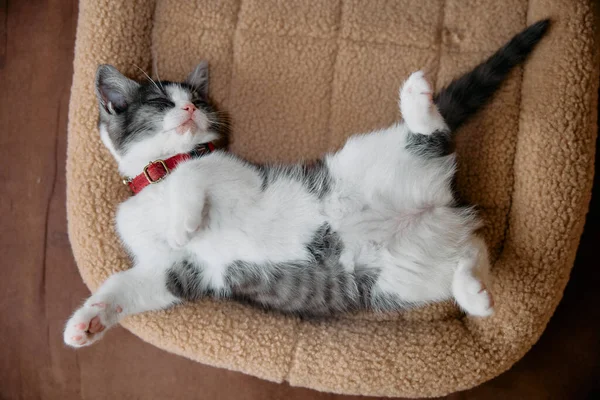 กแมวน กนอนบนหล งของม — ภาพถ่ายสต็อก