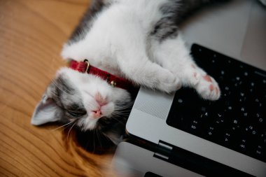 Dizüstü bilgisayarın yanında sevimli bir kedi yavrusu
