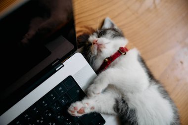 Dizüstü bilgisayarın yanında sevimli bir kedi yavrusu