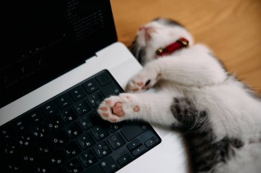 Dizüstü bilgisayarın yanında sevimli bir kedi yavrusu