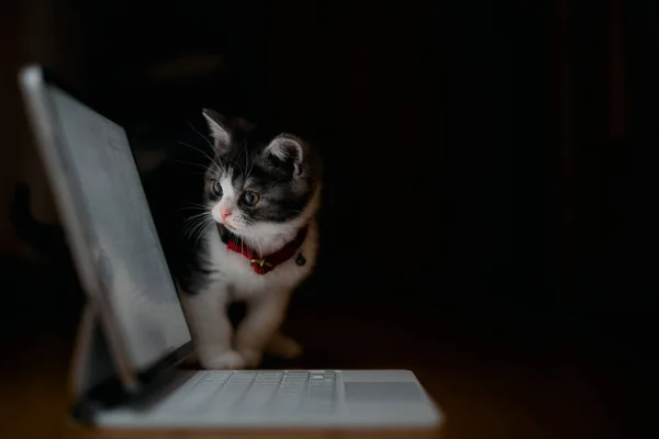 可爱的小猫在笔记本电脑旁边 — 图库照片