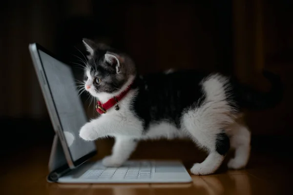 Schattig Kitten Door Laptop — Stockfoto