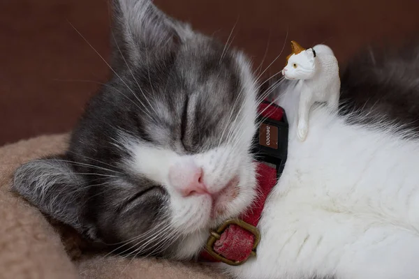 Śpiący Kot Postać Kota — Zdjęcie stockowe