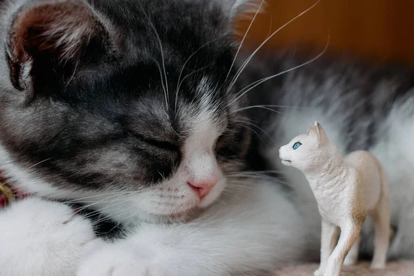 Κοιμισμένη Γάτα Και Φιγούρα Γάτας — Φωτογραφία Αρχείου