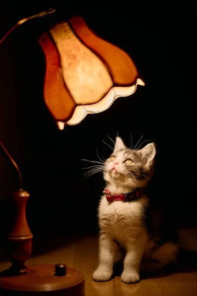 旧灯和小猫咪 — 图库照片