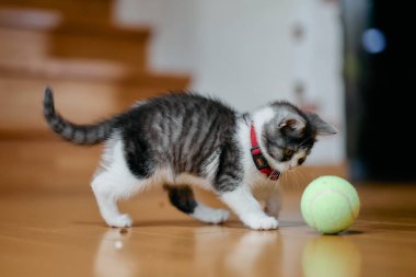 bir top oynayan kedi