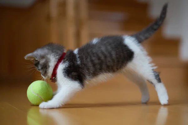 Kitten Playing Ball — Stock Photo, Image