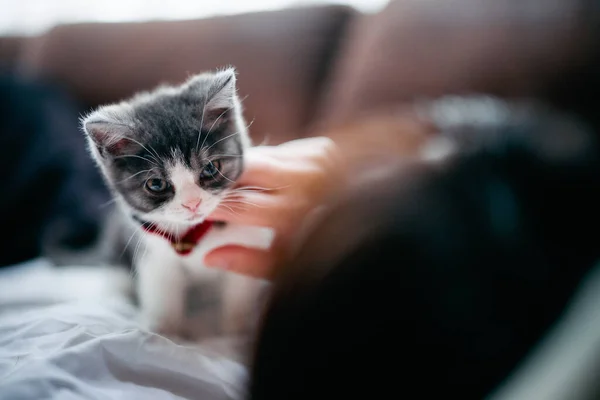 Pemilik Menyentuh Kucing Munchkin Lucu — Stok Foto