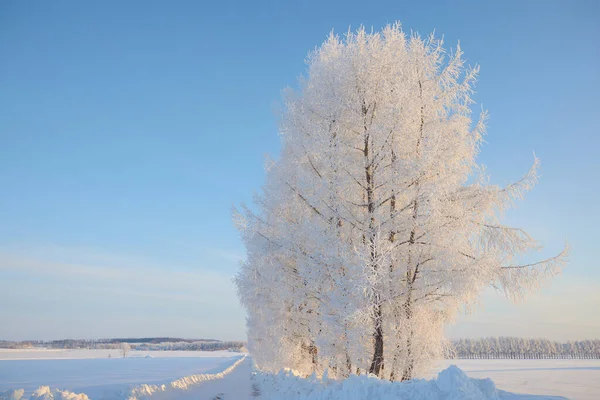 Замерзшее Дерево Голубое Небо — стоковое фото