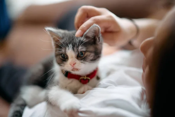 Besitzerin Berührt Süßes Kätzchen — Stockfoto