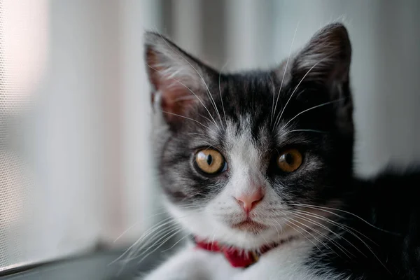 Schattig Munchkin Kitten Kamer — Stockfoto