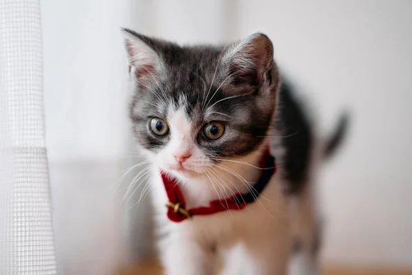 Schattig Munchkin Kitten Kamer — Stockfoto