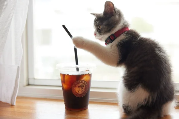 Ice Coffee Cute Kitten — Stock Photo, Image