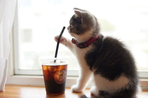 Ledová Káva Roztomilé Kotě — Stock fotografie