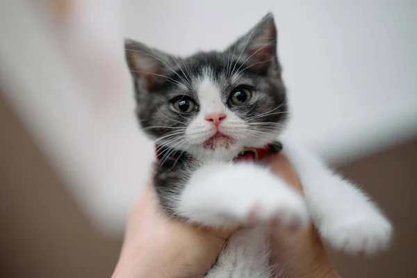 Besitzerin Berührt Süßes Kätzchen — Stockfoto