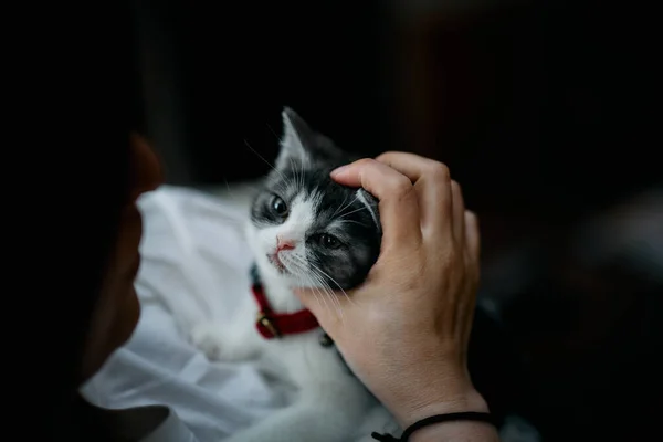 Owner Touching Cute Munchkin Kitten — Stock Photo, Image