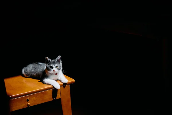 Słodkie Kotek Światło — Zdjęcie stockowe