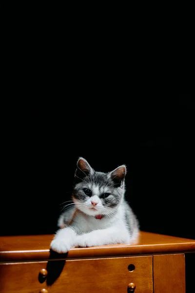 Işıktaki Sevimli Kedi Yavrusu — Stok fotoğraf