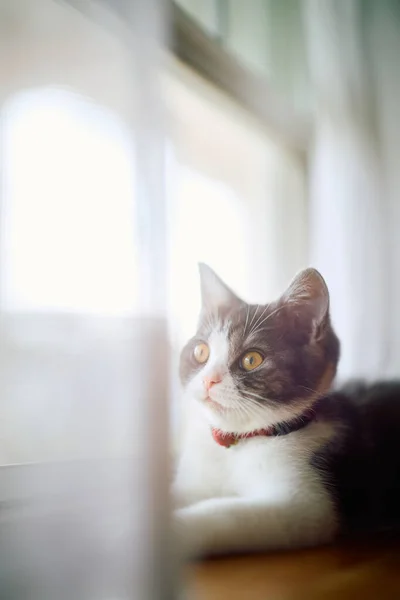 Pencerenin Yanındaki Sevimli Kedi Yavrusu — Stok fotoğraf