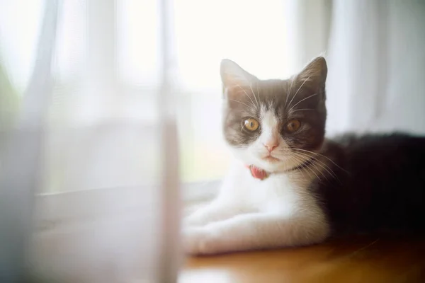 가까이에 귀여운 고양이 — 스톡 사진