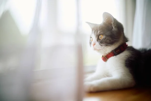 可爱的小猫靠近窗户 — 图库照片