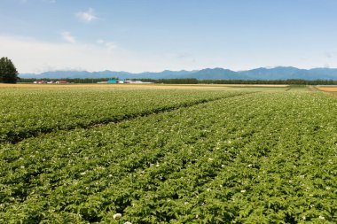 Patates alanının havadan görünümü